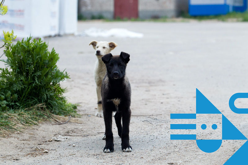 ΑΔΕΣΠΟΤΑ ΖΩΑ - Hellenic Animal Welfare Federation — Πανελλήνια