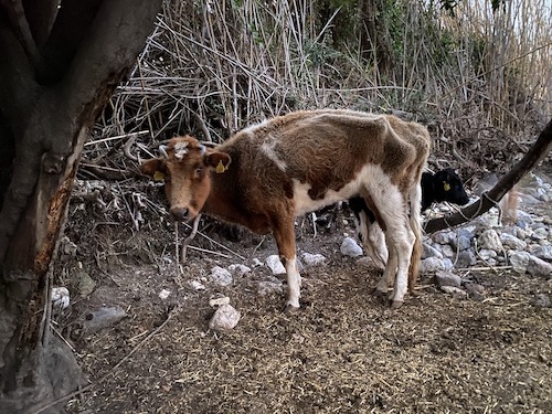 Help the Cows of Kos